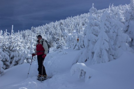 Vysoký les ve výšce vrcholu Sněžky ustupuje nízkému porostu.