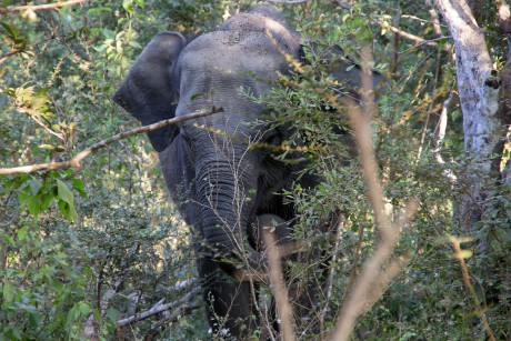 Slon se skrz křoví fotí poměrně špatně.