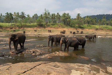 Sloni se chladí v řece Ma Oya.