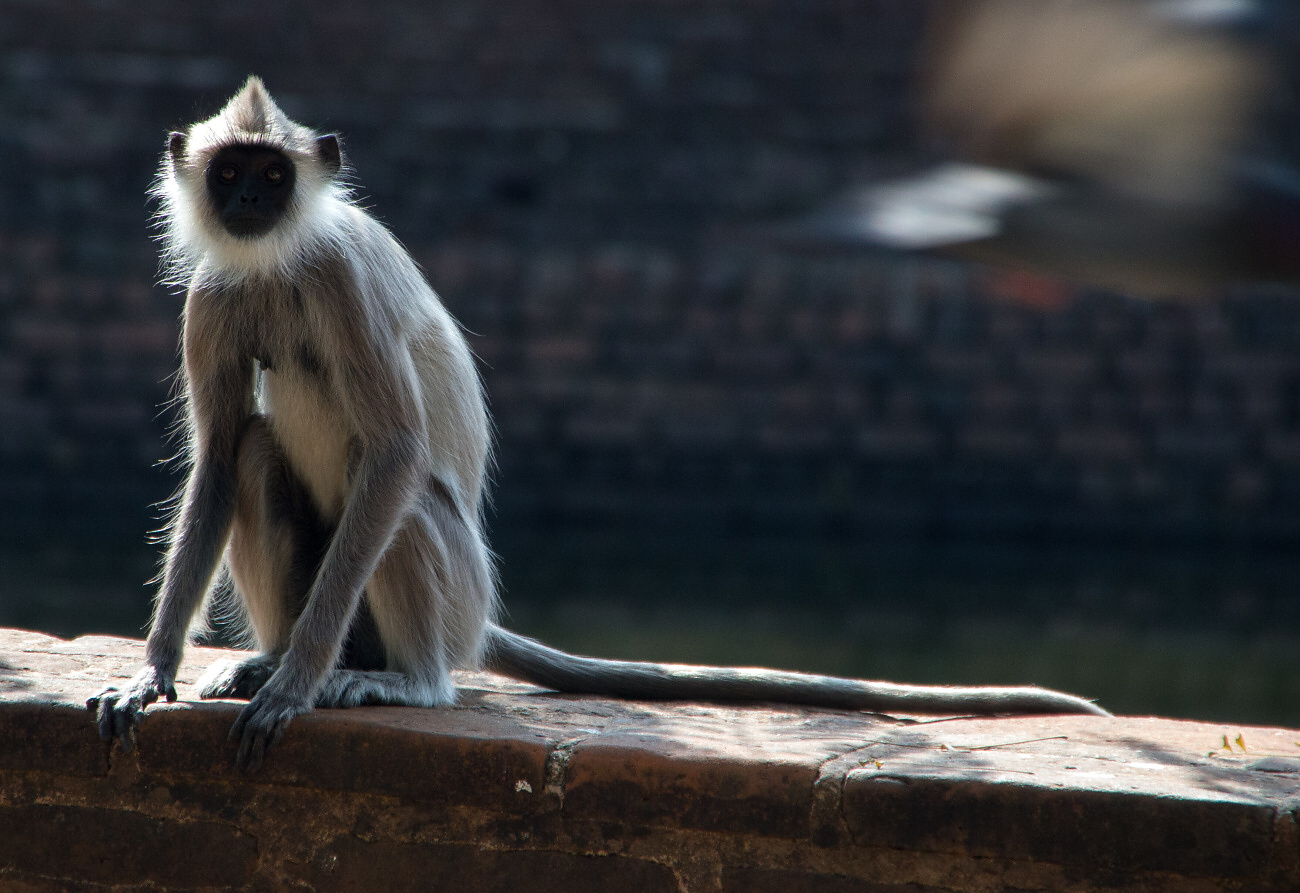 Hulman posvátný (Semnopithecus priam).