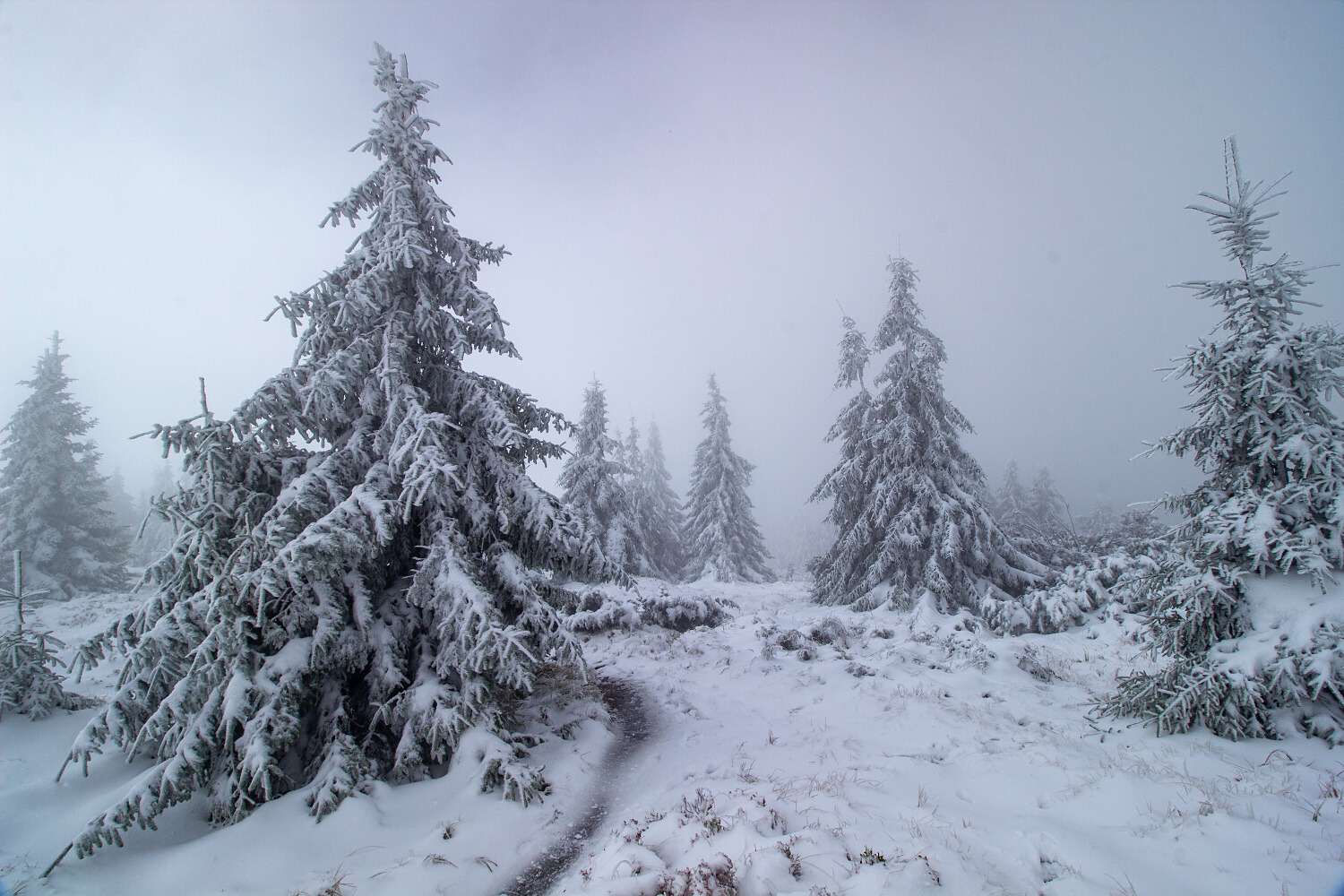 Ve vrchní části Małe Babie Góry.