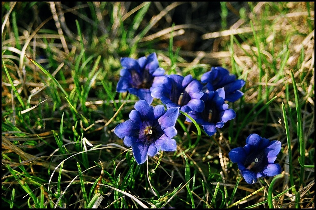 Hořec Clusiův - Gentiana Clusii.